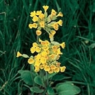 Cowslip Seeds Units: Average Packet Content 120 seeds - RSPB Wildlife Attracting Seeds
