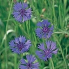 Field Cornflower Seeds Units: Average Packet Content 60 seeds - RSPB Wildlife Attracting Seeds