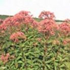 joe pye weed