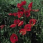 Field Poppy Seeds Units: Average Packet Content 2800 seeds - RSPB Wildlife Attracting Seeds