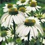 coneflower