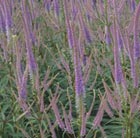 culver's root