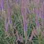 culver's root