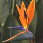 Bird of Paradise