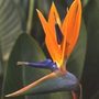 Bird of Paradise