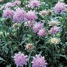 Field Scabious Seeds Units: Average Packet Content 40 seeds - RSPB Wildlife Attracting Seeds