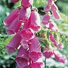 Foxglove Seeds Units: Average Packet Content 2800 seeds - RSPB Wildlife Attracting Seeds