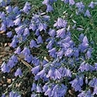Harebell Seeds Units: Average Packet Content 500 seeds - RSPB Wildlife Attracting Seeds