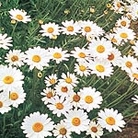 Ox-Eye Daisy Seeds Units: Average Packet Content 600 seeds - RSPB Wildlife Attracting Seeds