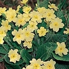 Primrose Seeds Units: Average Packet Content 70 seeds - RSPB Wildlife Attracting Seeds