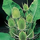 Teasel Seeds - RSPB Wildlife Attracting Seeds