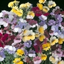 Nemesia Paintbox - 84 Plug Plants