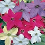Nicotiana Eau de Cologne - 42 Plug Plants