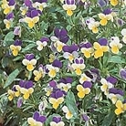 Wild Pansy Seeds - RSPB Wildlife Attracting Seeds