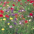 Annual Wildflower Seed Mixture Units: Average Packet Content 1000 seeds - RSPB Wildlife Attracting Seeds