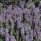 Nepeta nervosa Blue Moon Seeds Units: Average Packet Content 45 seeds - Flower Seeds