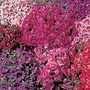 Schizanthus Star Parade Seeds Units: Average Seeds 120 - Flower Seeds