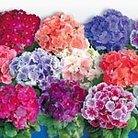 Primula obconica F1 Tickle My Fancy Seeds Units: Average Seeds 45 - Flower Seeds
