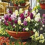 Stock Sugar and Spice Plants