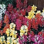 Antirrhinum F1 Kim Mix Plants Pack of 20 Easiplants - Flower Plants