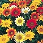 Gazania Daybreak Mix Plants