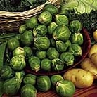 Brussels Sprouts F1 Wellington Seeds Average Packet Content 55 seeds - Vegetable Seeds