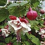 Fuchsia Giant Double-Flowered Trailing Plants
