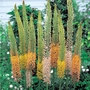 Foxtail Lily Plant Collection - 6 Bareroot Plants