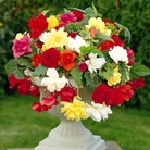 Cascading Begonia Bulbs - Pack Of 10 Bulbs