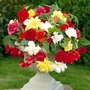 Cascading Begonia Bulbs - Pack Of 10 Bulbs