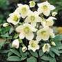 Hellebore Niger - 5 Bareroot Plants