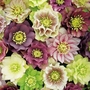 Hellebore Washfield Doubles Plug Plant - Pack of 3