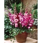Gladioli Glamini - 50 Bulbs