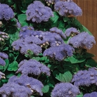 Ageratum Champion Blue - 60 Plug Plants