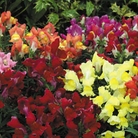 Antirrhinum Liberty Mixed - 60 Plug Plants