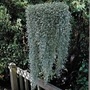 Dichondra