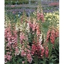 Digitalis Foxgloves - 5 Plug Plants