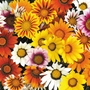 Gazania Daybreak Mix - 60 Plug Plants