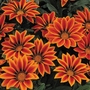 Gazania Kiss Orange Flame - 60 Plug Plants