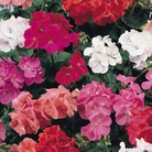 Geranium F1 - 60 Mixed Plug Plants