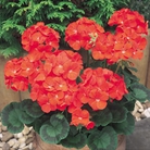 Geranium F1 Red - 60 Plug Plants
