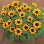 Sunflower Sunbright Kids - 5 Plug Plants