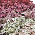 Hypoestes Confetti Compact - 5  Mixed Plug Plants