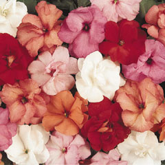 Impatiens Double Fanciful - 60 Mixed Plug Plants