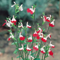 Salvia Hot Lips - 5 Plug Plants