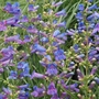 Penstemon Electric Blue - 5 Plug Plants