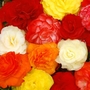 Begonia Collection - Pack of 40 Bulbs