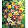Aquilegia - 5 Bareroot Plants