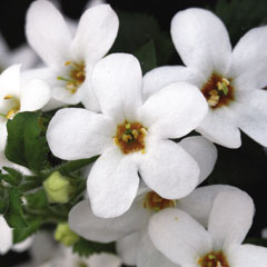 Bacopa White - 5 Plug Plants