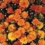 Chrysanthemum Bronze - 5 Plug Plants